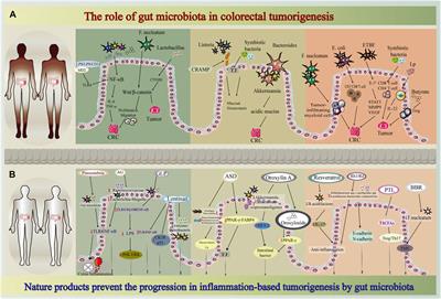 New insights into natural products that target the gut microbiota: Effects on the prevention and treatment of colorectal cancer